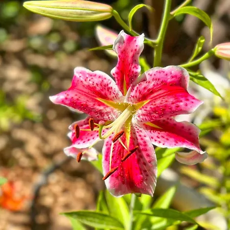 Almendros Con Piscina Privada Κάλπε