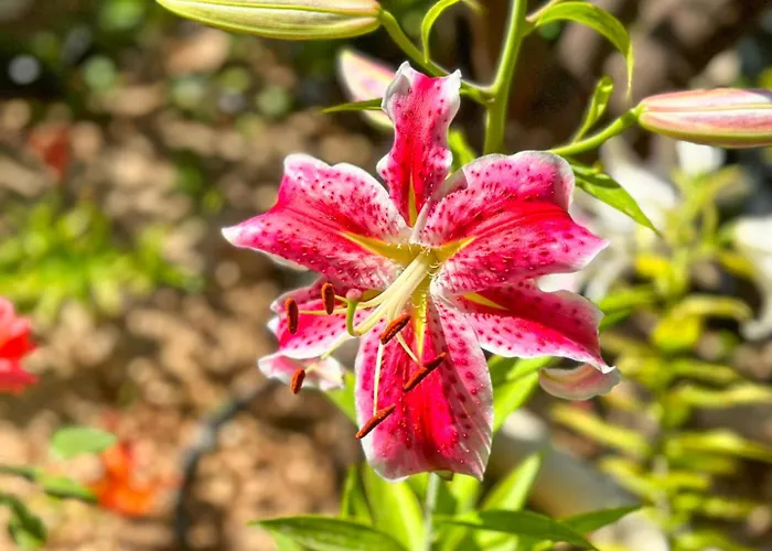 Almendros Con Piscina Privada Calpe